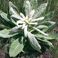 Mullein leaves used to represent mullein extract