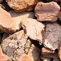 Maritime pine bark used in the Pulmo Balance formula
