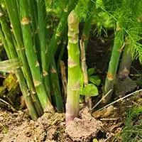 Plant foods representing quercetin dihydrate