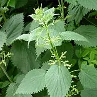 Stinging nettle leaves representing the plant extract