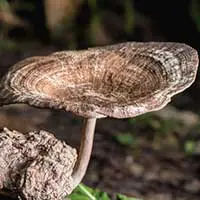 Tiger milk mushroom used in respiratory wellness supplements